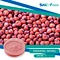 Sorghum Red